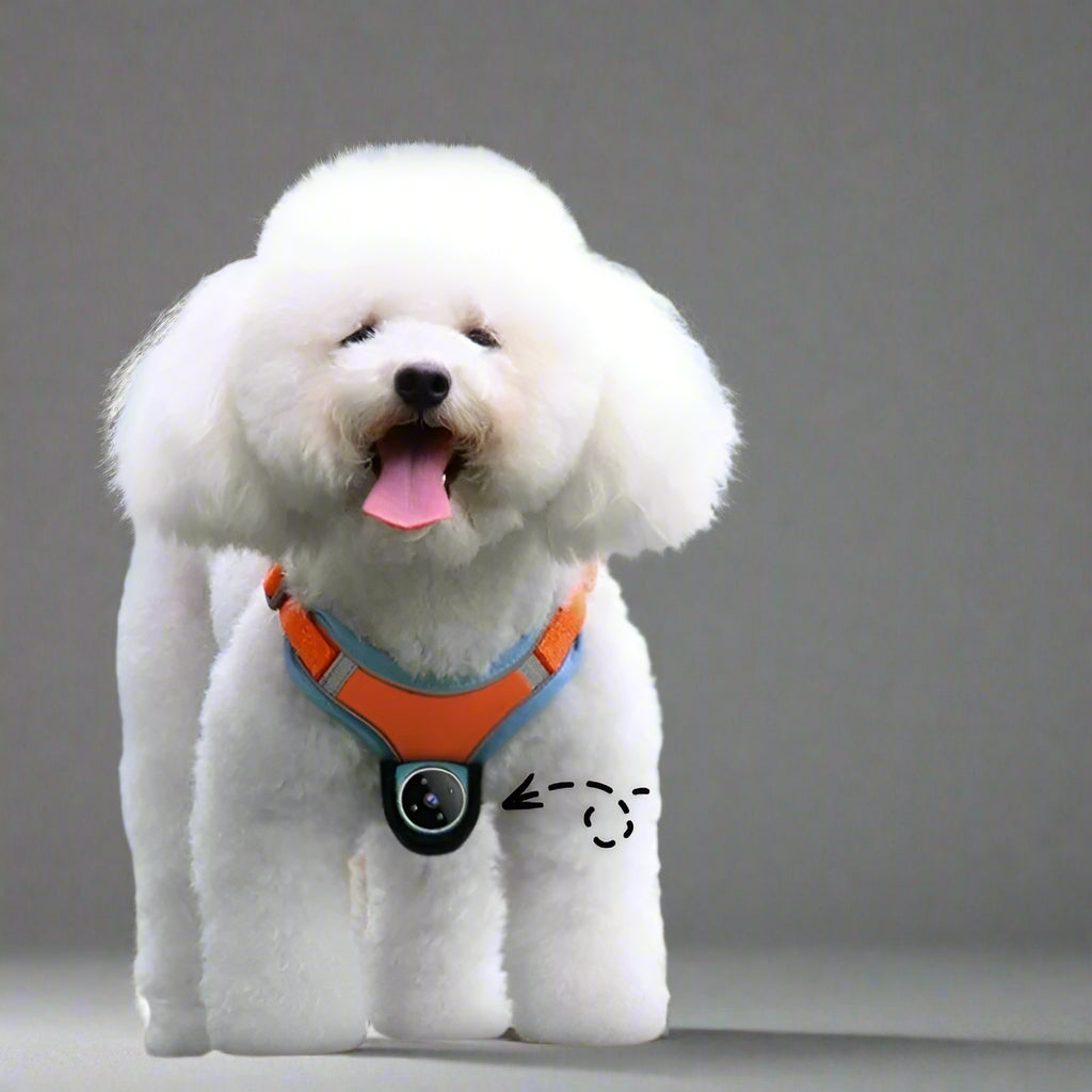 PAWRIO™ GPS Pet Collar Camera – Track & Record Your Pet’s Adventures